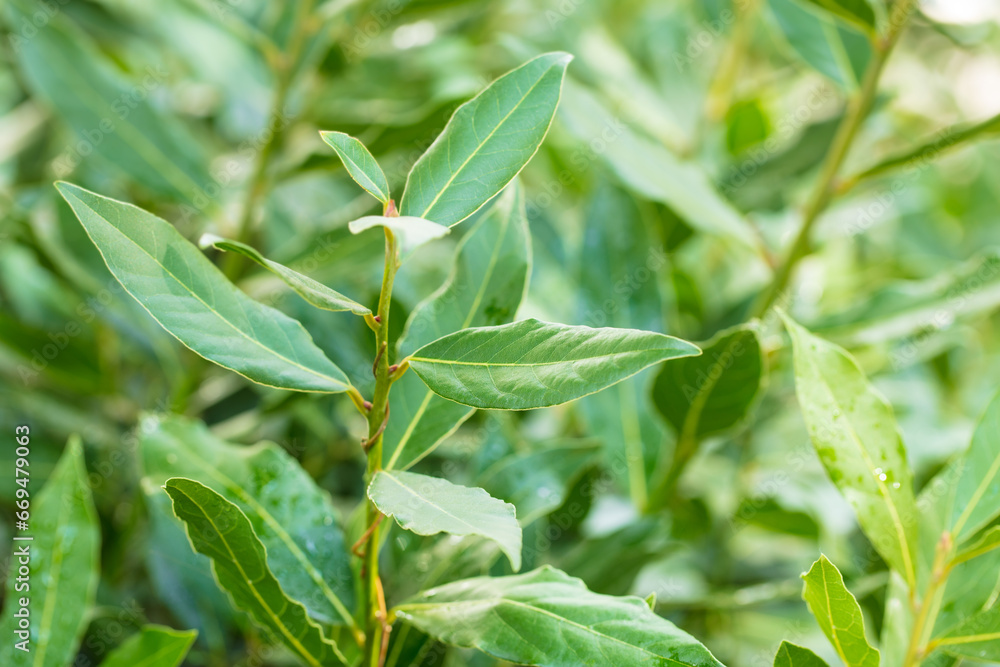 Bayleaf bushs in natural surrounding Bayleaf bushs in natural surrounding