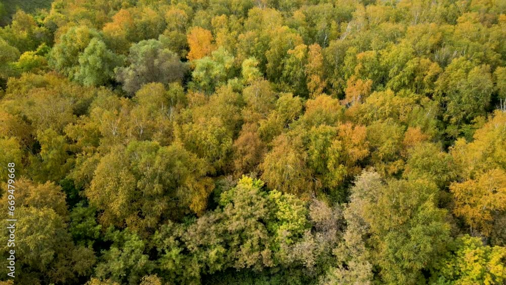 Birch yellow-green forest from a bird's-eye view. Beautiful autumn landscape of wild nature. Birch yellow-green forest from a bird's-eye view. Beautiful autumn landscape of wild nature.