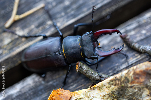 Obraz na płótnie Lucanus cervus OR European stag beetle, or the greater stag beetle