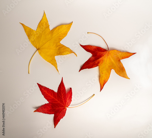 on a white background three leaves with autumnal colours indicating three progressive levels of ageing, arranged in a circle as if they were dancing