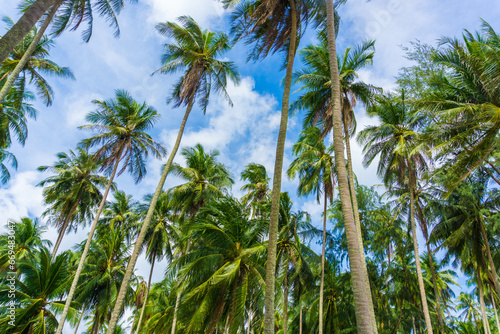 Wallpaper Mural Coconut palm tree on sea beach against blue sky with cloud Torontodigital.ca