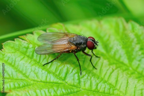 Closeup of a Fannia lustrator fly, on a green leaf in the garden