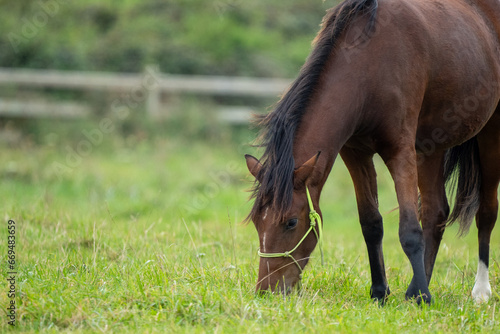horse in the field, foal with training halter