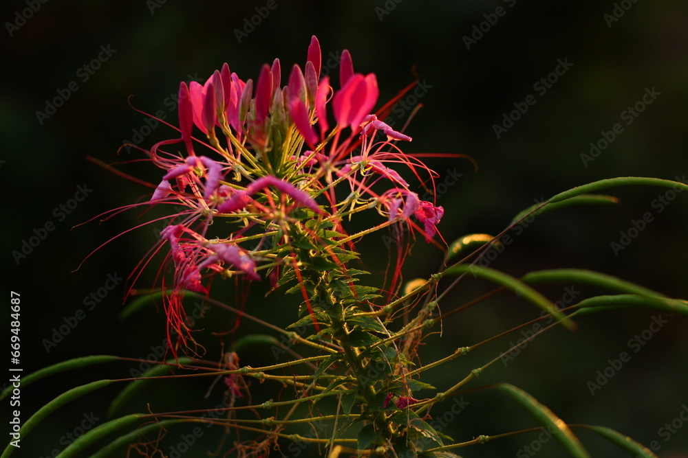 ฺBeautiful blooming pink Cleome Spinosa Linn. or Spider flowers field ฺBeautiful blooming pink Cleome Spinosa Linn. or Spider flowers field