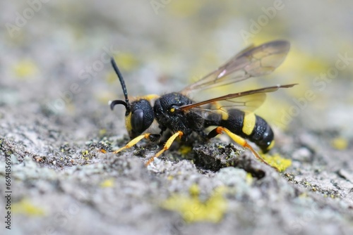 Closeup on an Ornate Tailed Digger Wasp , Cerceris rybyensis, on stone, macro view photo