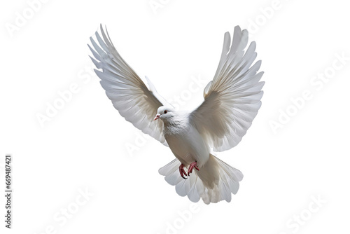 White dove flying on transparent PNG file and Clipping path .freedom concept and international day of peace