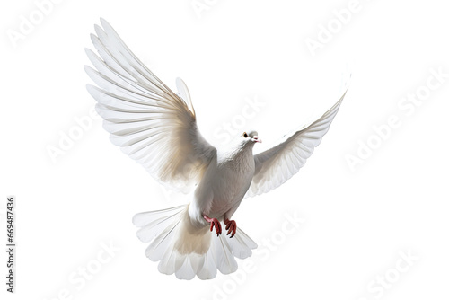 White dove flying on transparent PNG file and Clipping path .freedom concept and international day of peace