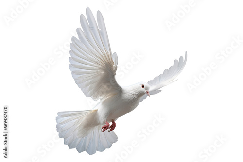White dove flying on transparent PNG file and Clipping path .freedom concept and international day of peace photo