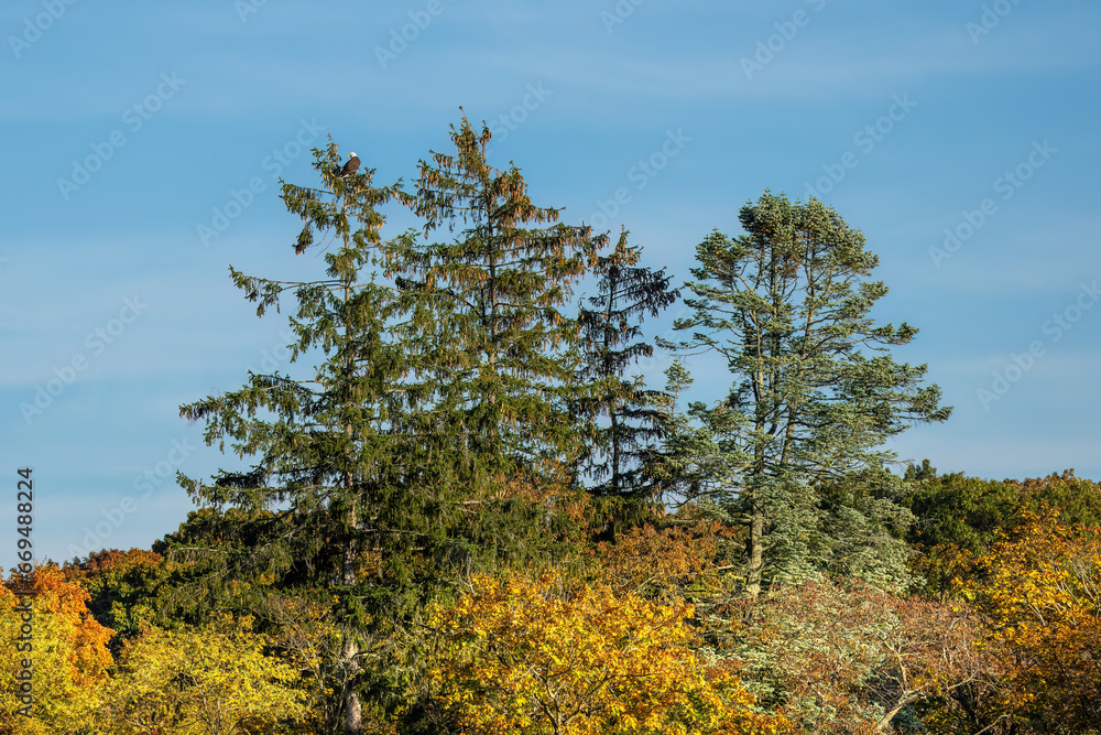 Fototapeta premium pine tree in the autumn