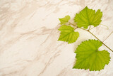 Vine shoot on a white marble background with copy space.