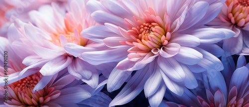 Detailed macro capture of an aster s vibrant hues.