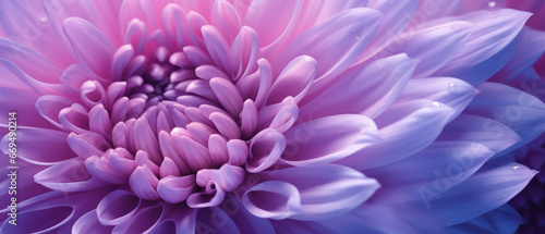 Detailed macro capture of an aster s vibrant hues.