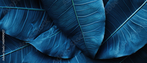 Close-up of blue-hued tropical leaves.