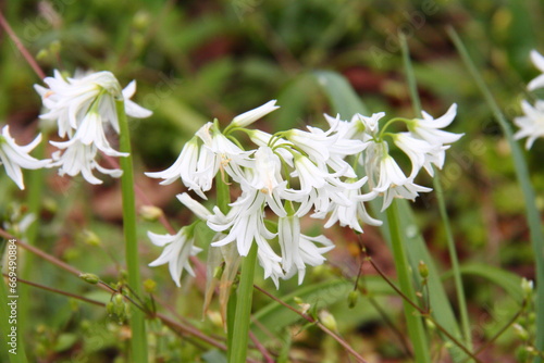 アリウムトリケトラム02