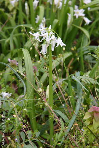 アリウムトリケトラム04