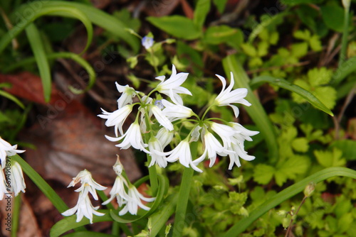 アリウムトリケトラム05