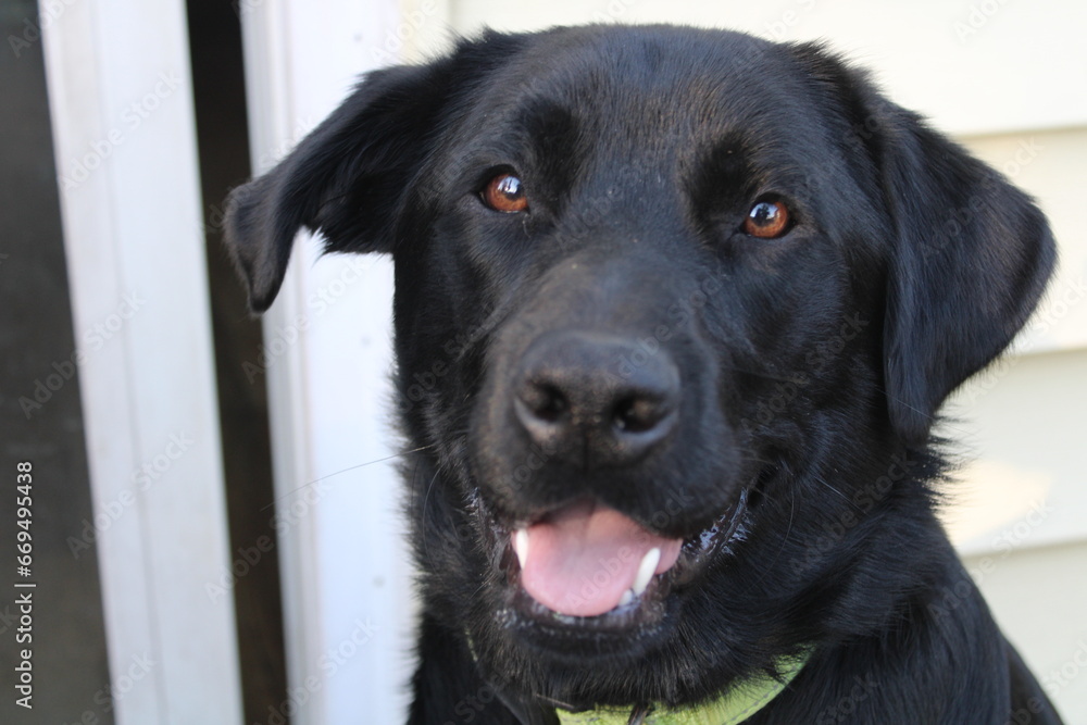 Fototapeta premium fall photos and dog