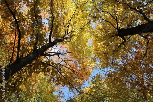 fall photos and dog