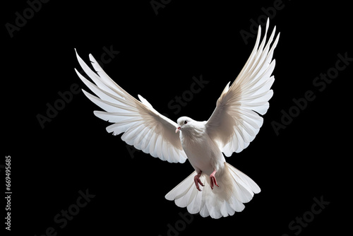 White dove flying on black background free Clipping path .international day of peace 