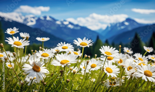 A lush meadow of blooming daisies contrasts snowy mountain peaks.