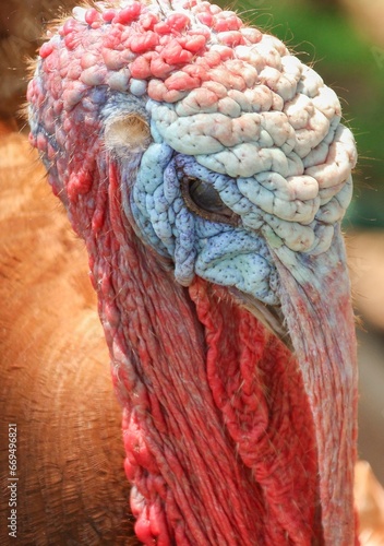Closeup of a vibrant Turkey with a blurry background