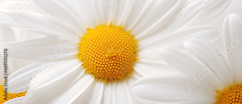 Stunning macro of a daisy .