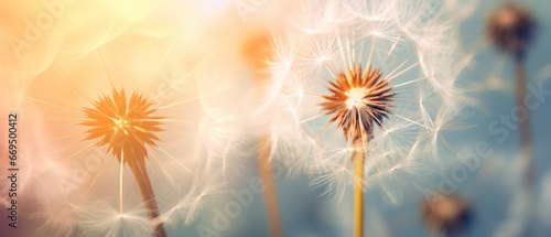 Macro shot of a dandelion highlighting its soft.