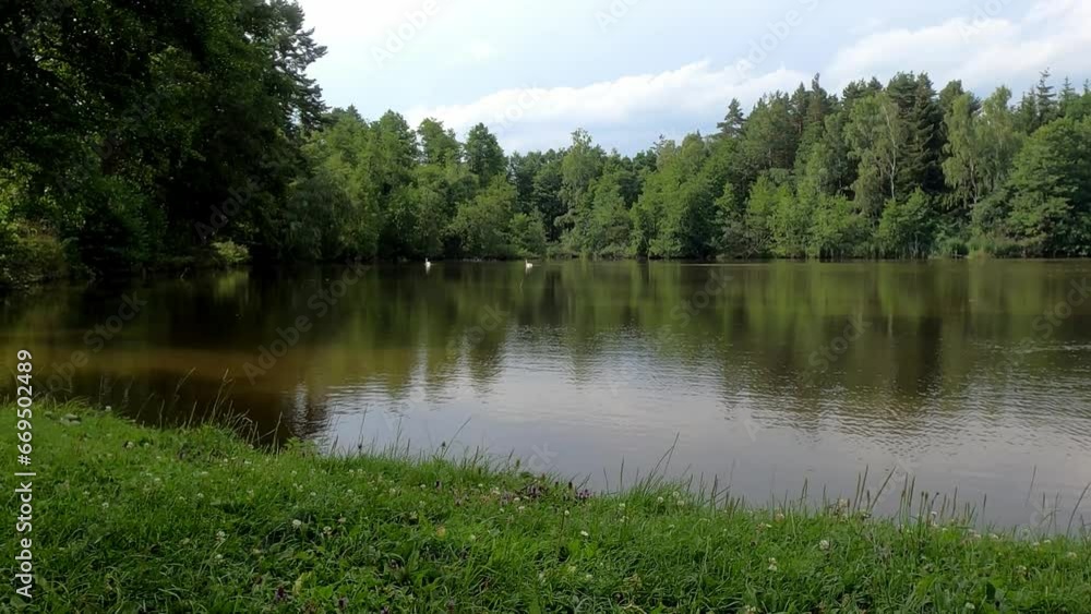 Pair of mute swans swimming on a tranquil lake surrounded by green dense trees under blue cloudy sky Pair of mute swans swimming on a tranquil lake surrounded by green dense trees under blue cloudy sky