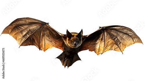 Flying bat isolated on transparent background, png