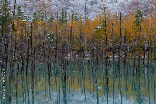 美瑛青い池 雪と紅葉 北海道観光10月