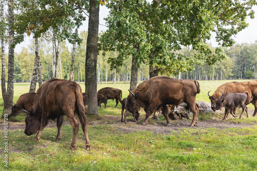 European Bison - A herd of Bison bonasus walks in the shade of trees