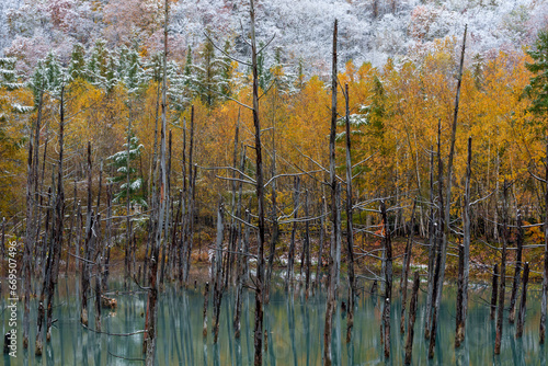 美瑛青い池 雪と紅葉 北海道観光10月