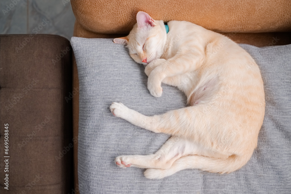 Fototapeta premium A champagne color cat is sleeping on the cloth cushion on the sofa at home, young female cat