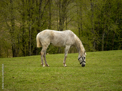A white and gray horse with a cropped tail grazing in a meadow side view