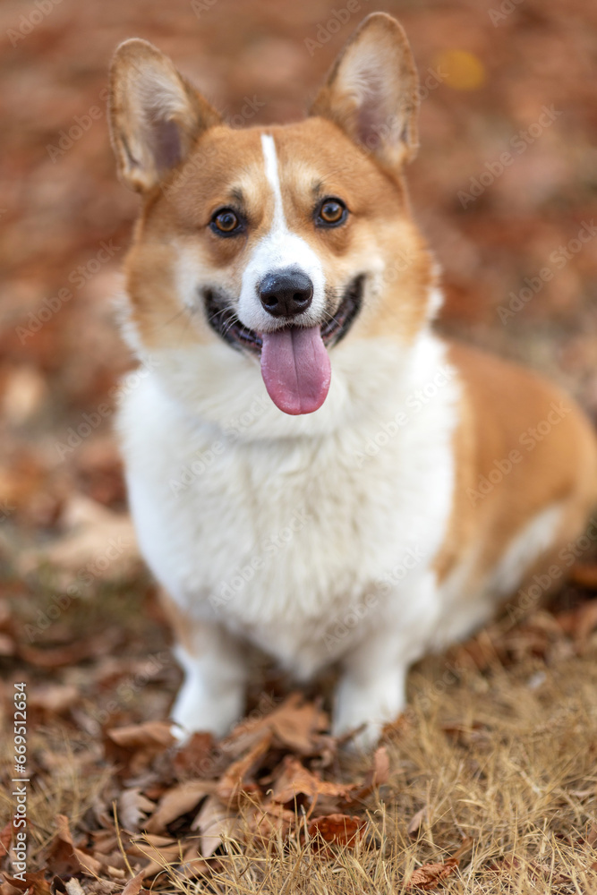 Beautiful portrait of a Corgi dog in nature. Beautiful portrait of a Corgi dog in nature.