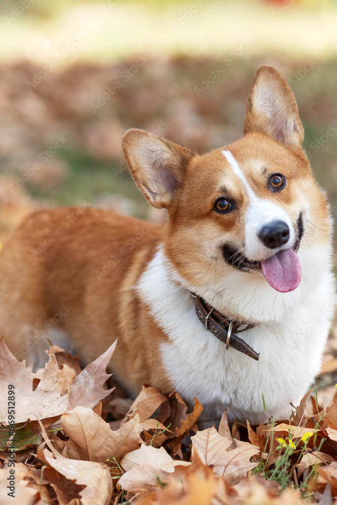 Beautiful portrait of a Corgi dog in nature. Beautiful portrait of a Corgi dog in nature.