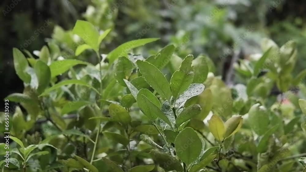 Freshness Dew drop with raining day on leaves tree in garden. Rainy seasonal Freshness Dew drop with raining day on leaves tree in garden. Rainy seasonal