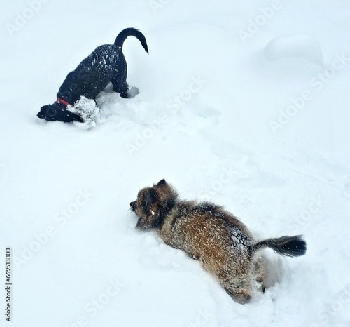 Dogs playing in snow