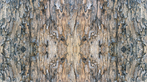 tree trunk texture  suitable for background