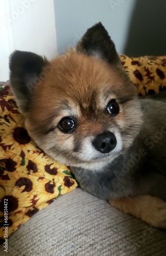 Teddy Bear Pom 