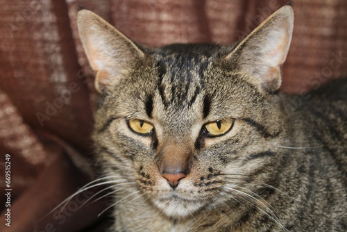 Tiger grey cat