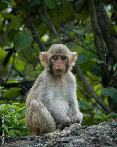 Portrait close-up of a young monkey in the jungle. 