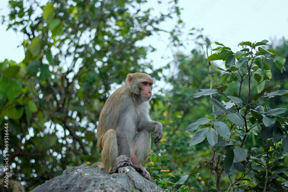 Naklejka premium Portrait close-up of a young monkey in the jungle.