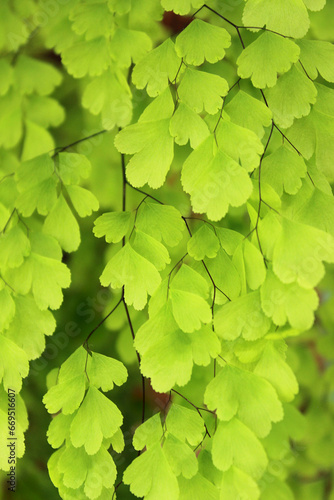 Close-up view of the foliage of the plant Adiantum capillus-veneris, known as maidenhair, Montpellier maidenhair, Venus hair, capillaria, Montpellier capillaria or blood tear. photo