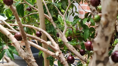 Jabuticaba fruit.The exotic fruit of the jaboticaba growing on the tree trunk. Jabuticaba is the native Brazilian grape tree. Species Plinia cauliflora. The young fruit is green. photo