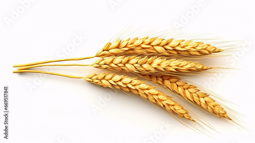 Bunch of dry ears of wheat isolated on a black background