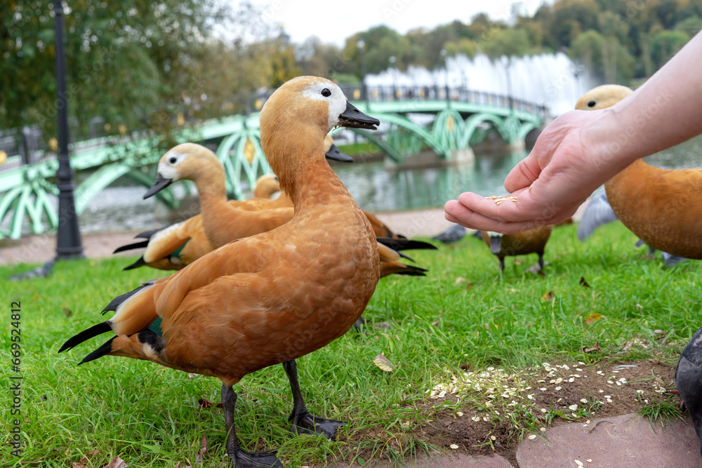 Red Duck or Ogar Duck eats food from human hands. - obrazy, fototapety, plakaty 