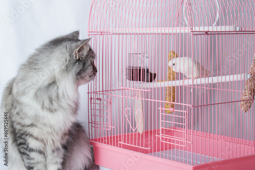 A cat and a wavy white parrot exchange glances. Friendship and hunting. High quality photo