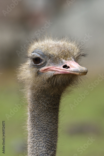 Ostriches are large flightless birds. 