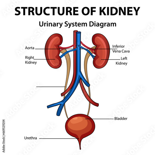Structure of Kidney, Urinary System Diagram, Medical Education Chart of Biology for Urinary System Diagram. Vector illustration